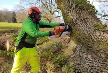 Daniel Corran D L Corran Tree Surgeons Daniel Corran D L Corran Tree Surgeons