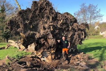 Matthew Corran D L Corran Tree Surgeons Matthew Corran D L Corran Tree Surgeons